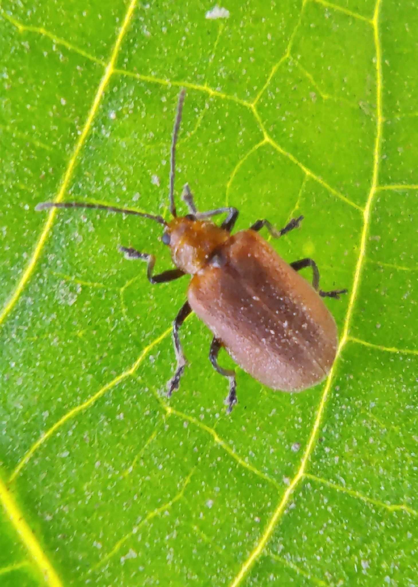 Galerucella grisescens