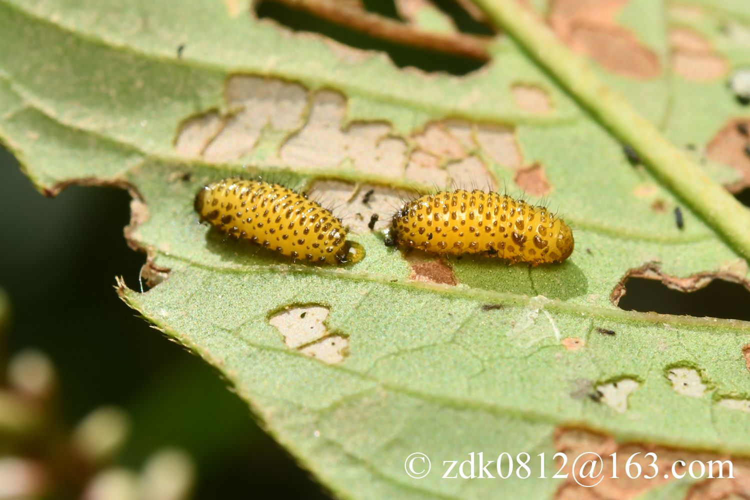 Galerucella grisescens