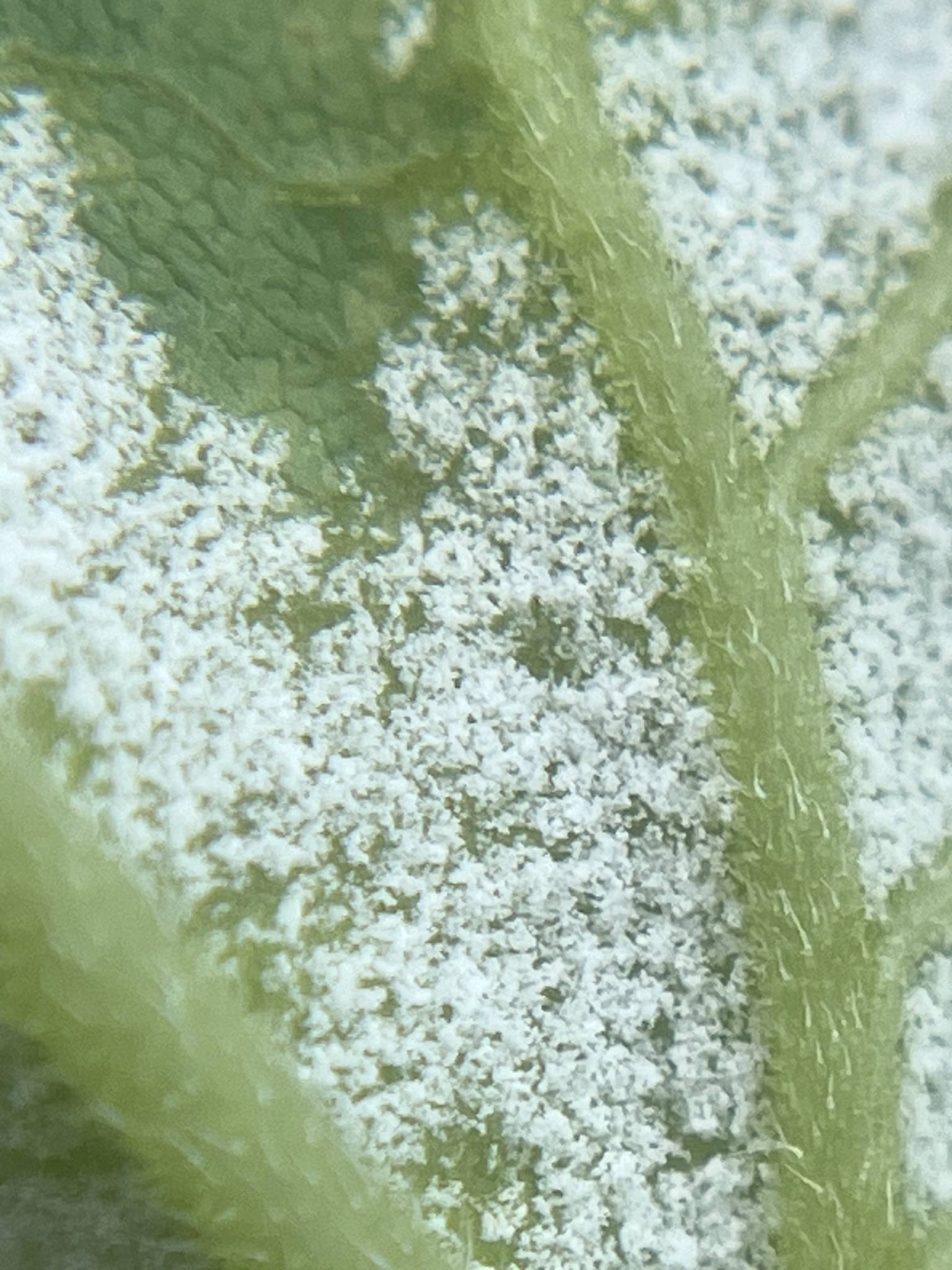Plasmopara halstedii