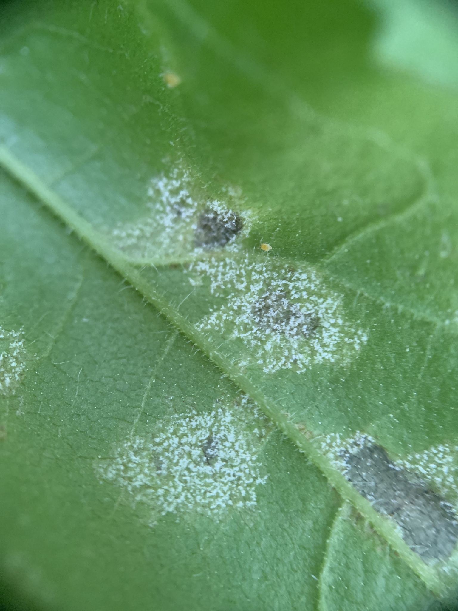 Plasmopara halstedii