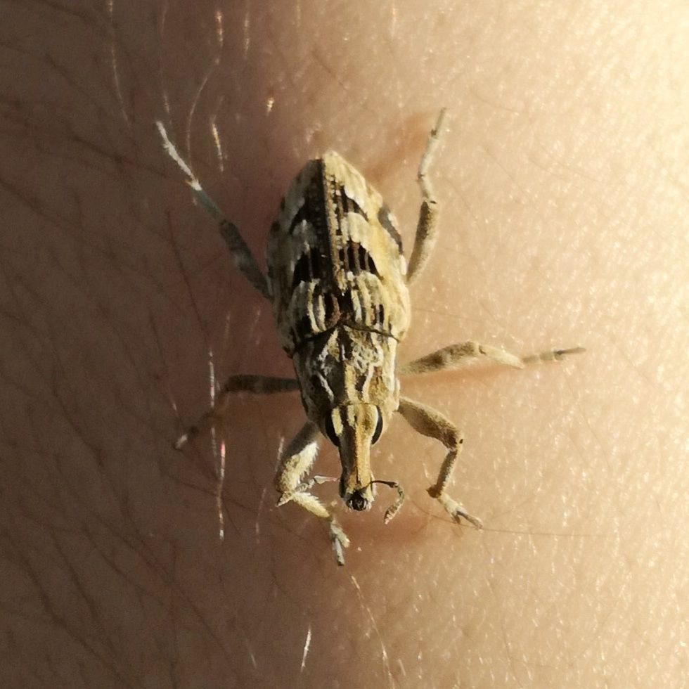 Coniocleonus excoriatus