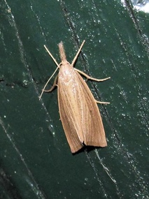 Diatraea saccharalis