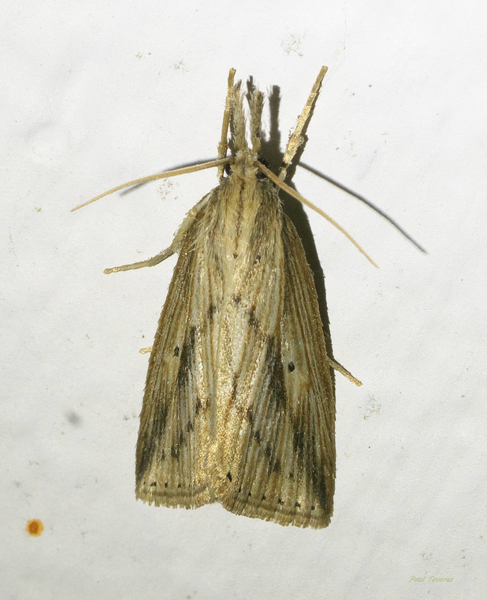 Diatraea saccharalis