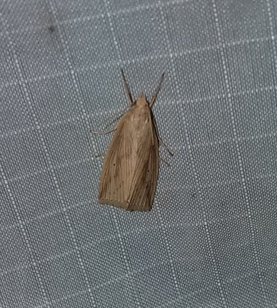 Diatraea saccharalis
