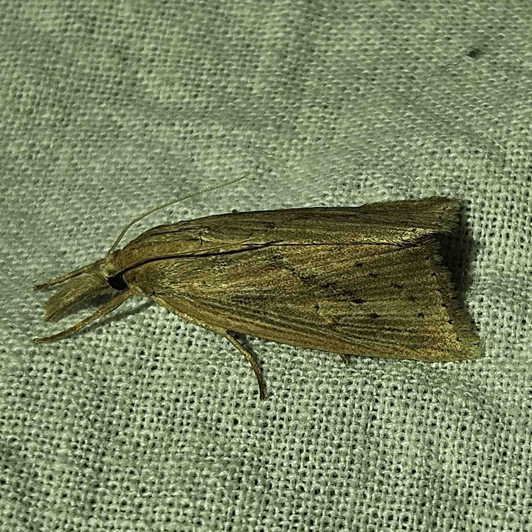 Diatraea saccharalis