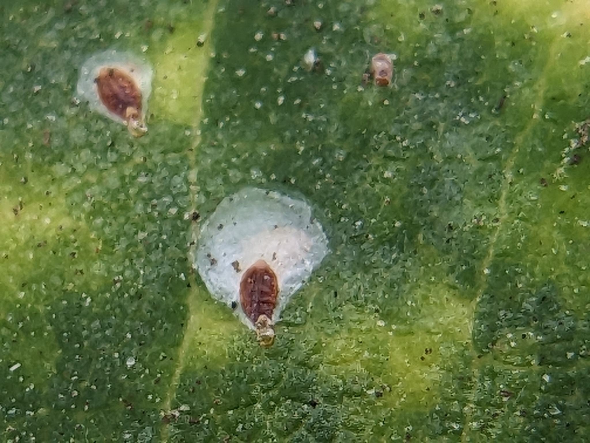 Pseudaulacaspis cockerelli