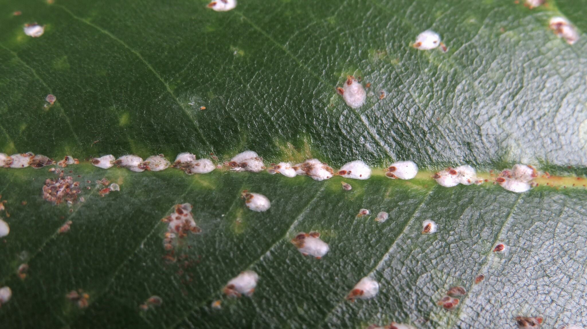 Pseudaulacaspis cockerelli