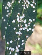Pseudaulacaspis cockerelli