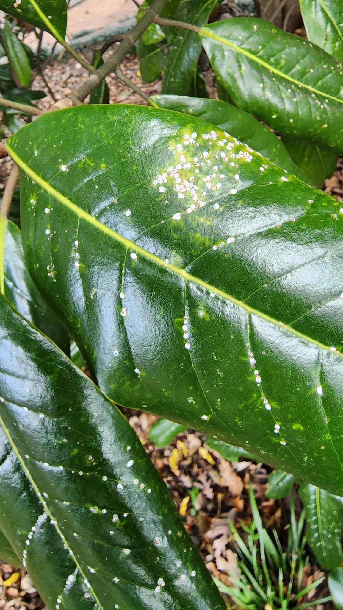 Pseudaulacaspis cockerelli