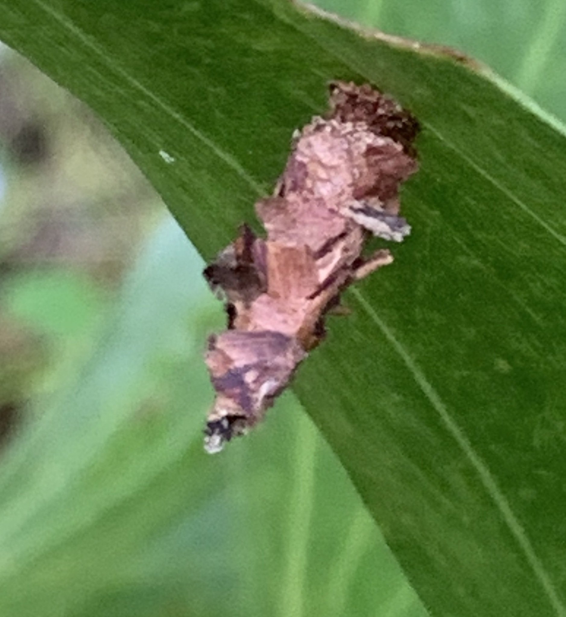 Metisa plana