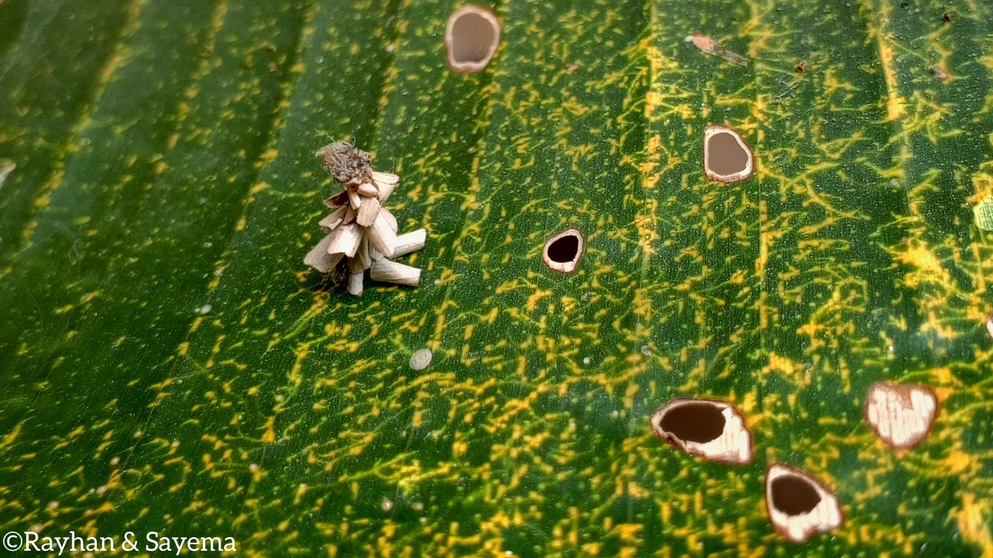 Metisa plana