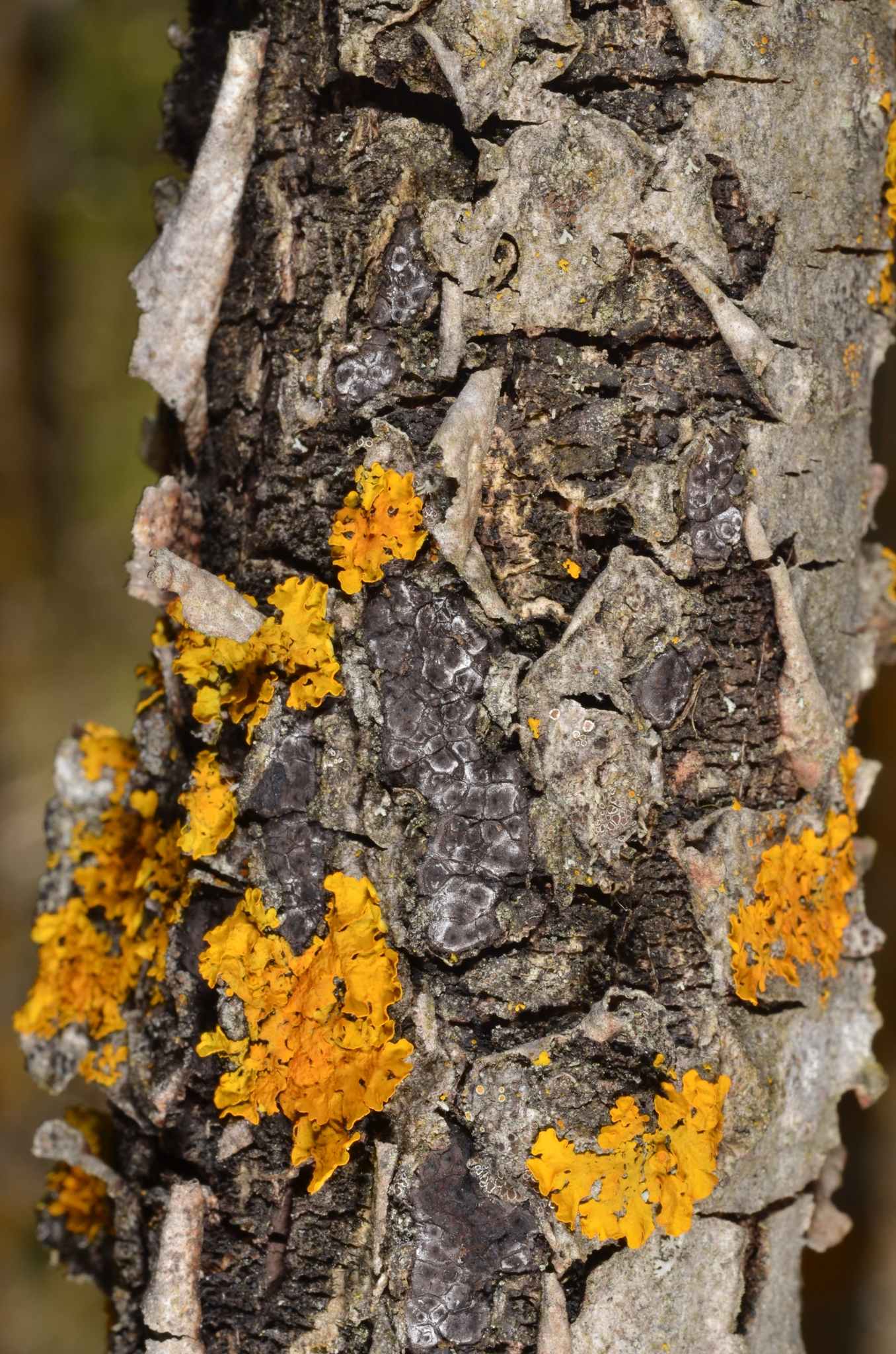 Entoleuca mammata
