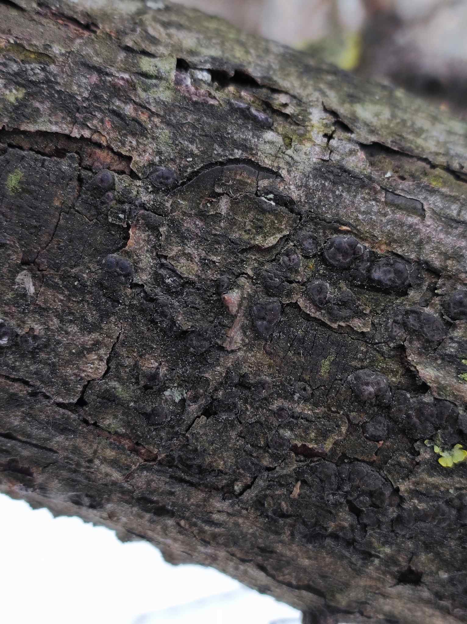 Entoleuca mammata