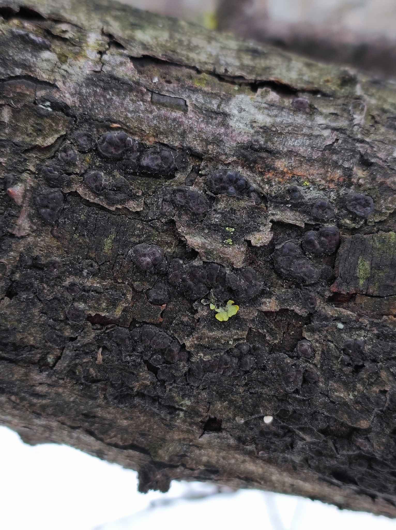 Entoleuca mammata