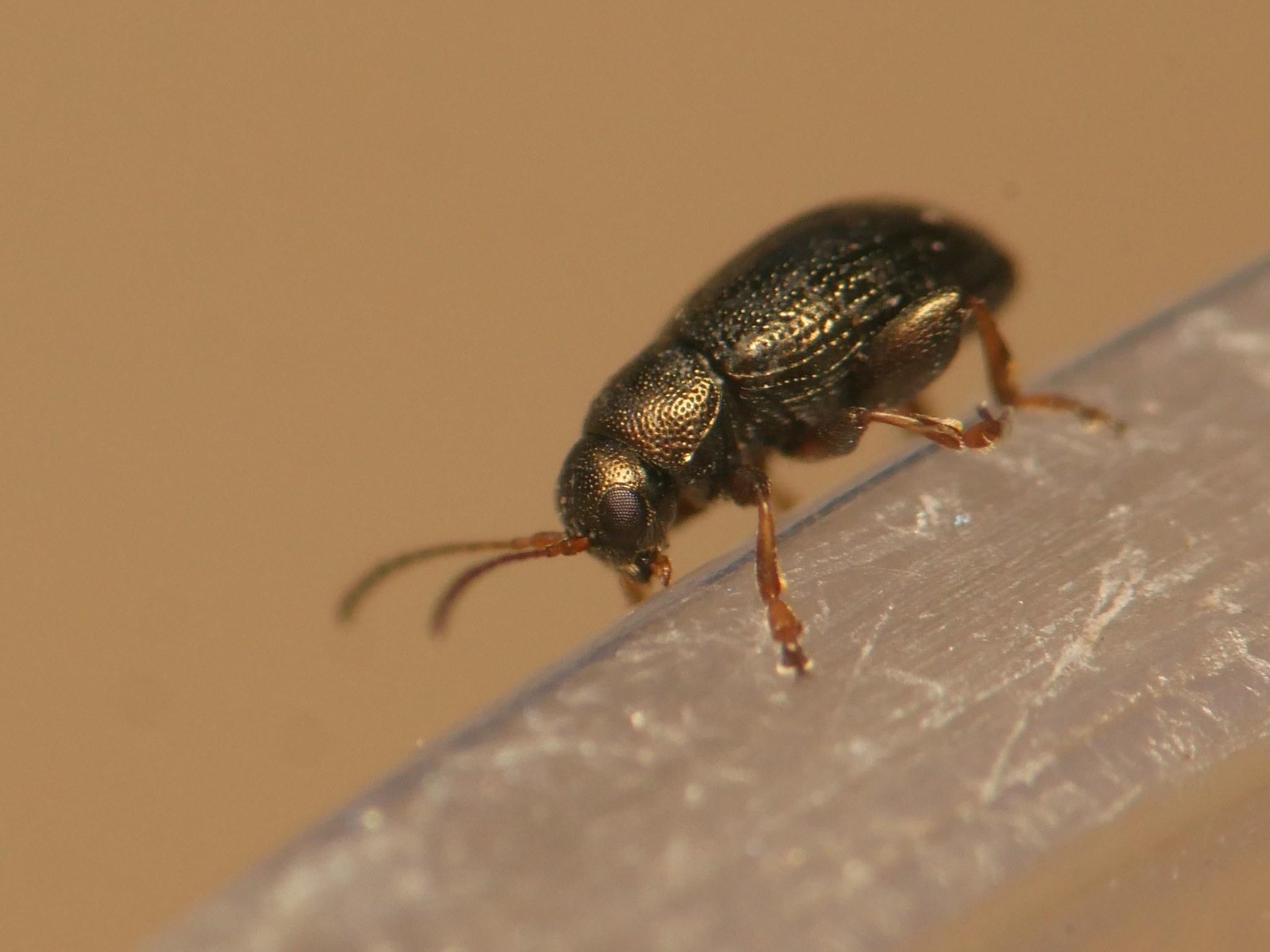 Chaetocnema hortensis
