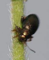 Chaetocnema hortensis