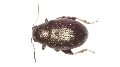 Chaetocnema hortensis