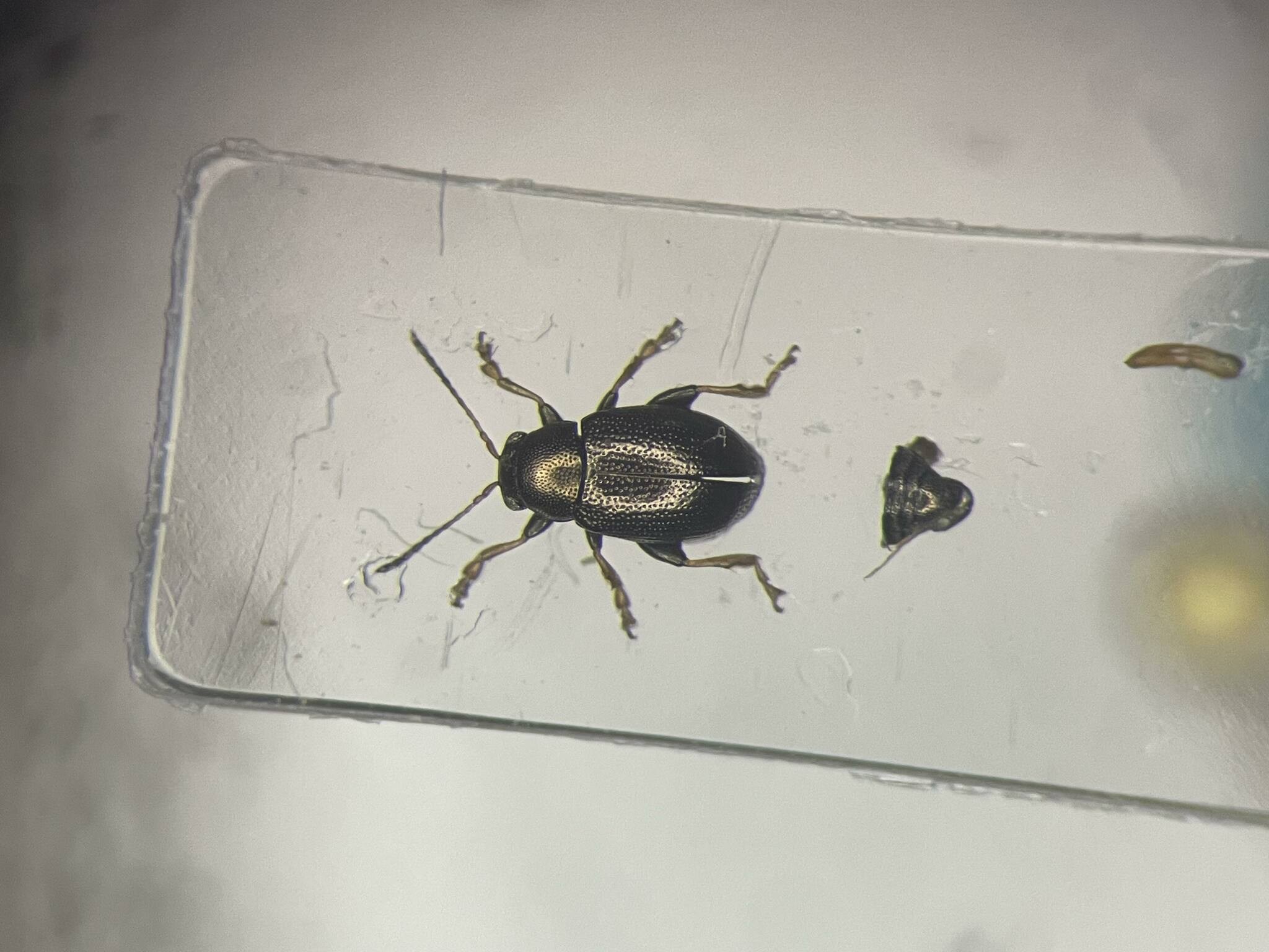 Chaetocnema hortensis