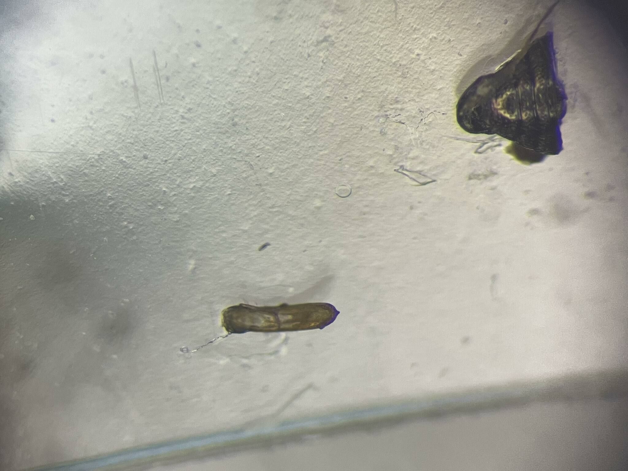 Chaetocnema hortensis