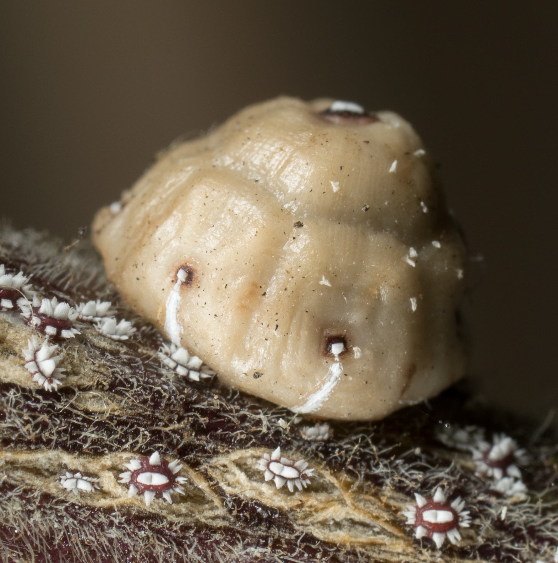 Ceroplastes cirripediformis