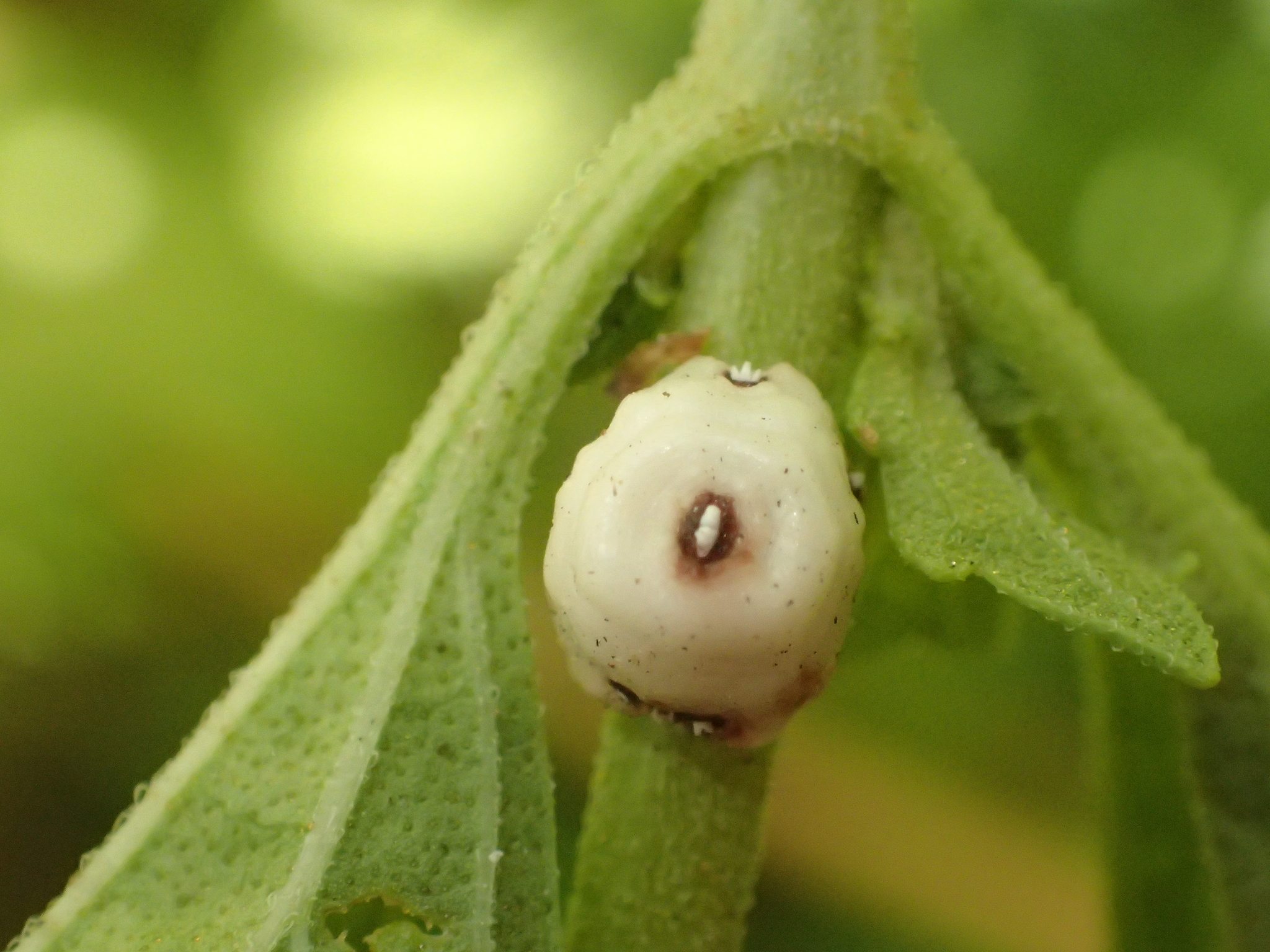 Ceroplastes cirripediformis