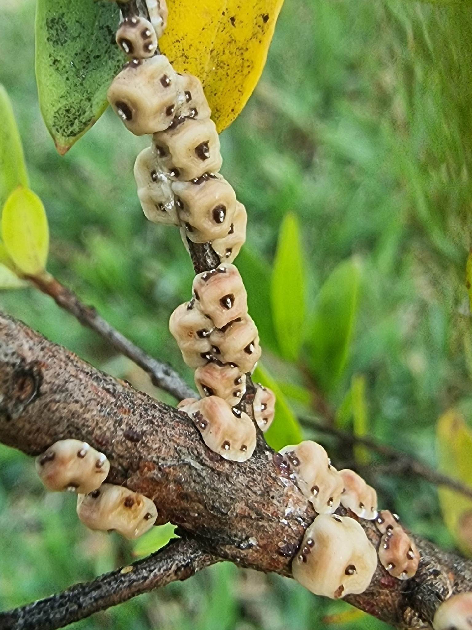 Ceroplastes cirripediformis