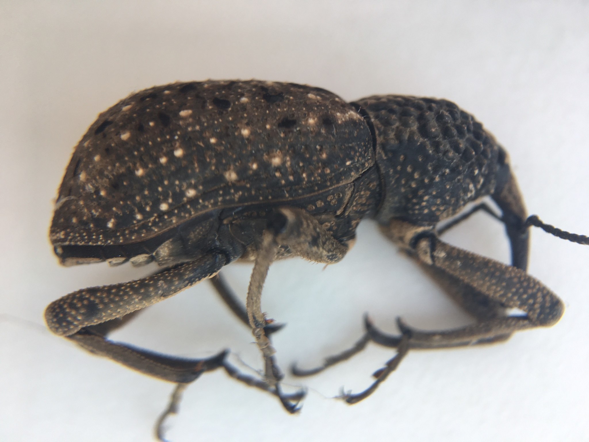Sipalinus gigas