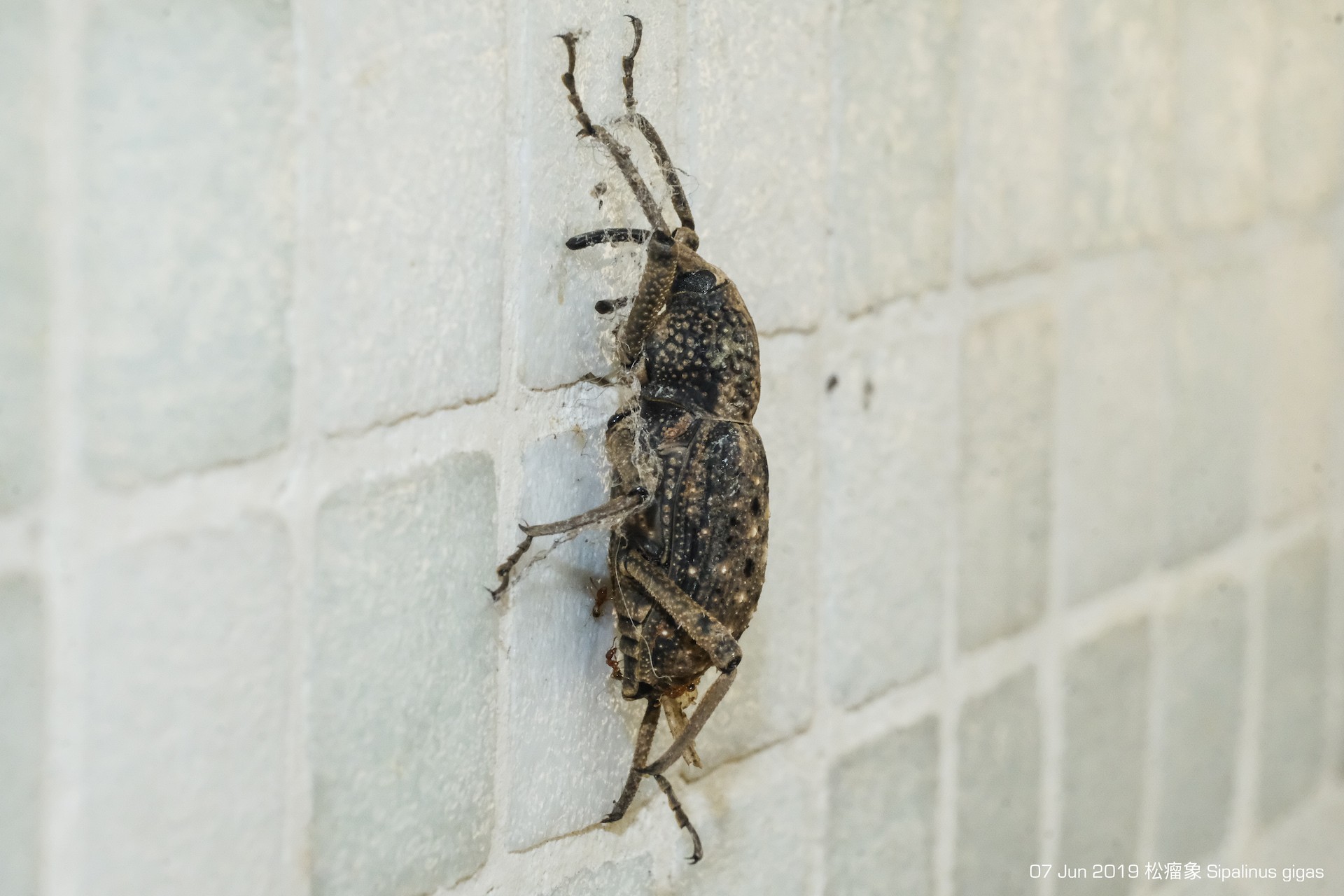 Sipalinus gigas