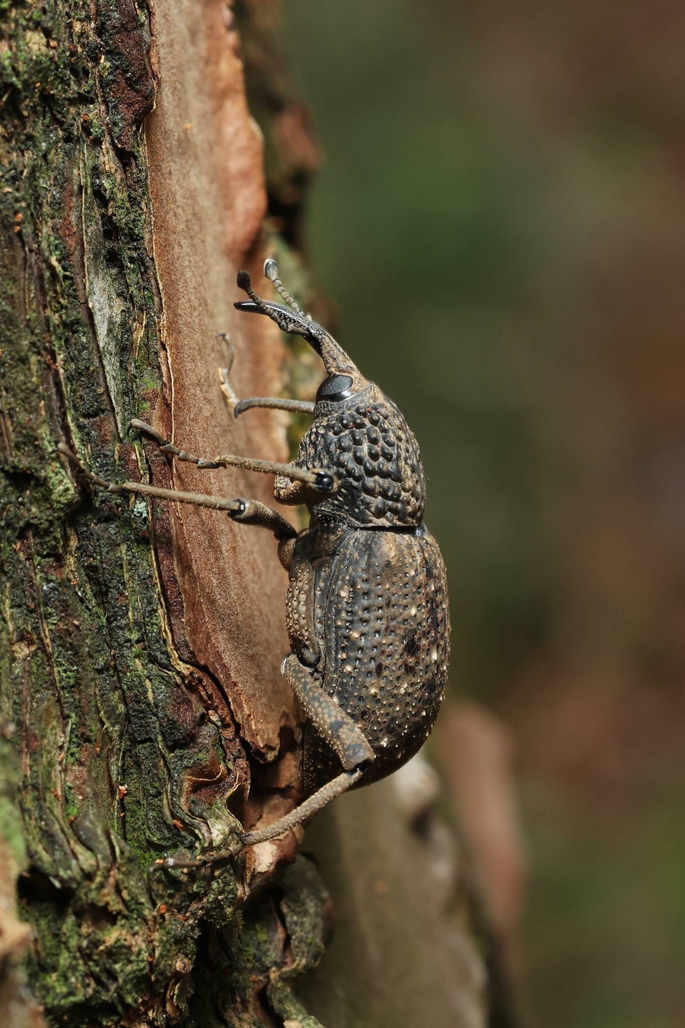 Sipalinus gigas