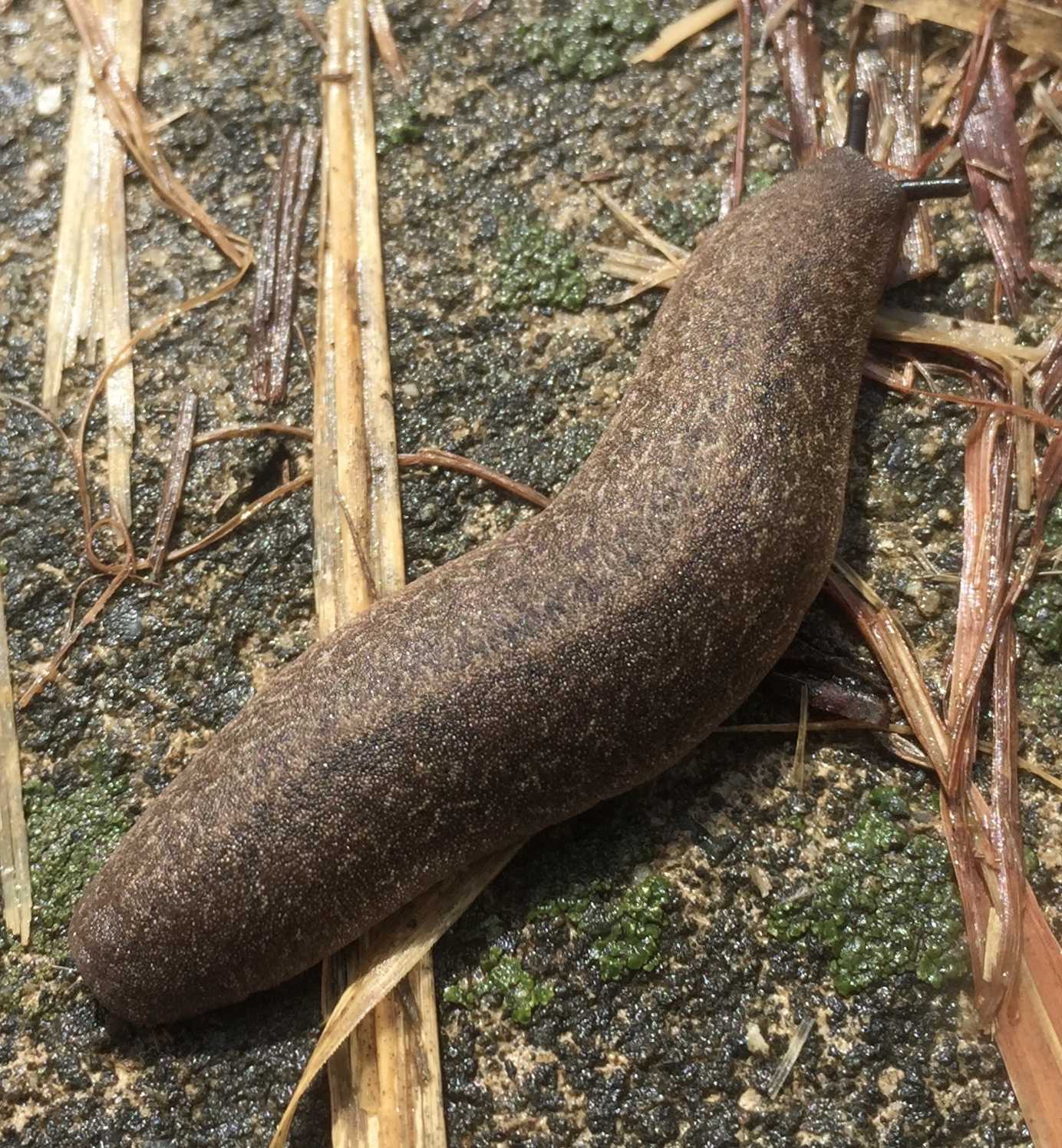 Diplosolenodes occidentalis