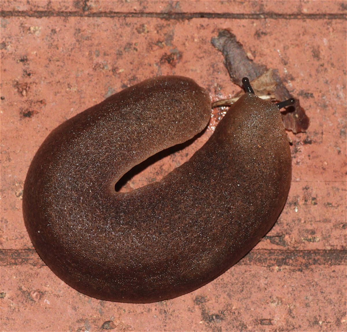 Diplosolenodes occidentalis