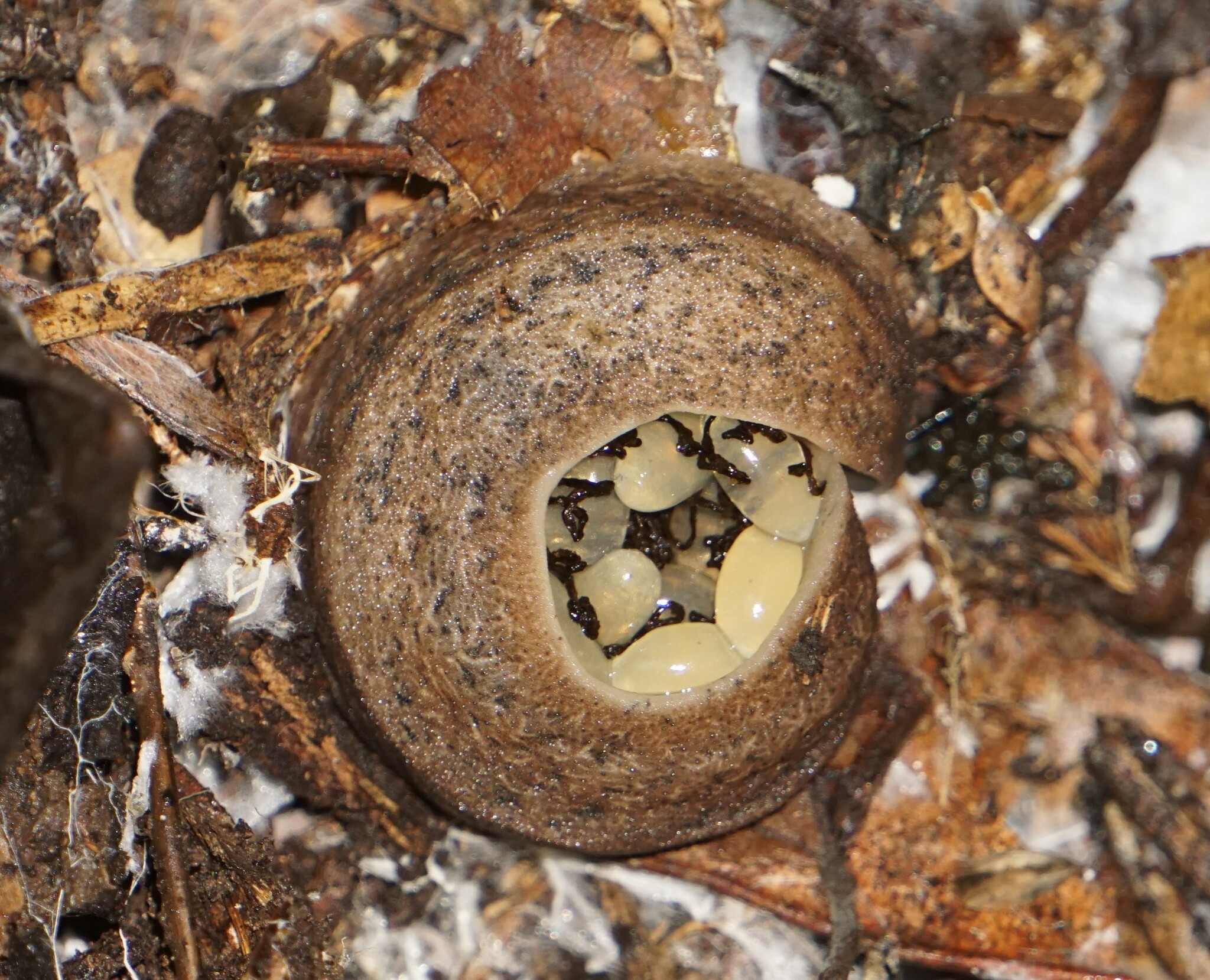 Diplosolenodes occidentalis