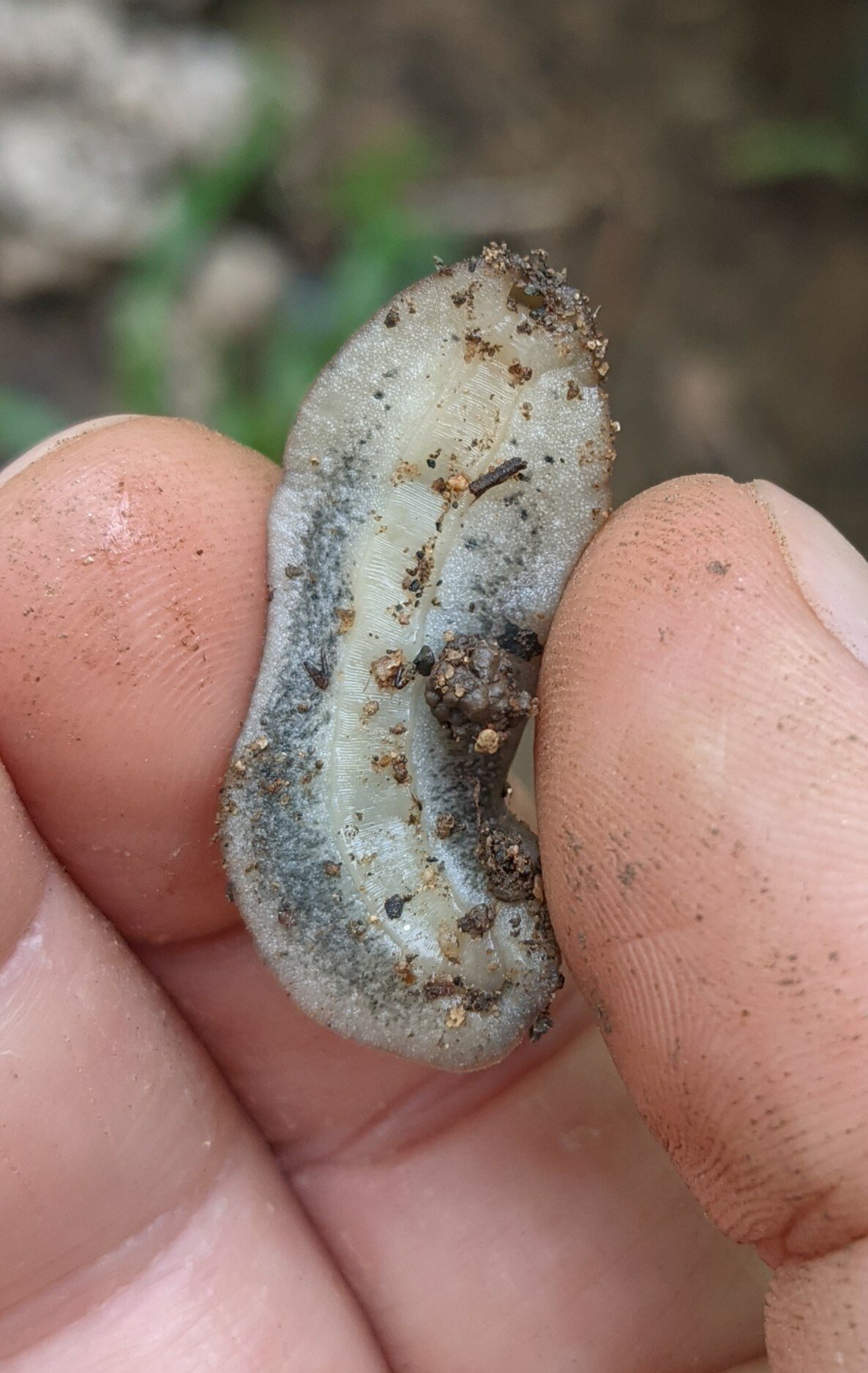 Diplosolenodes occidentalis