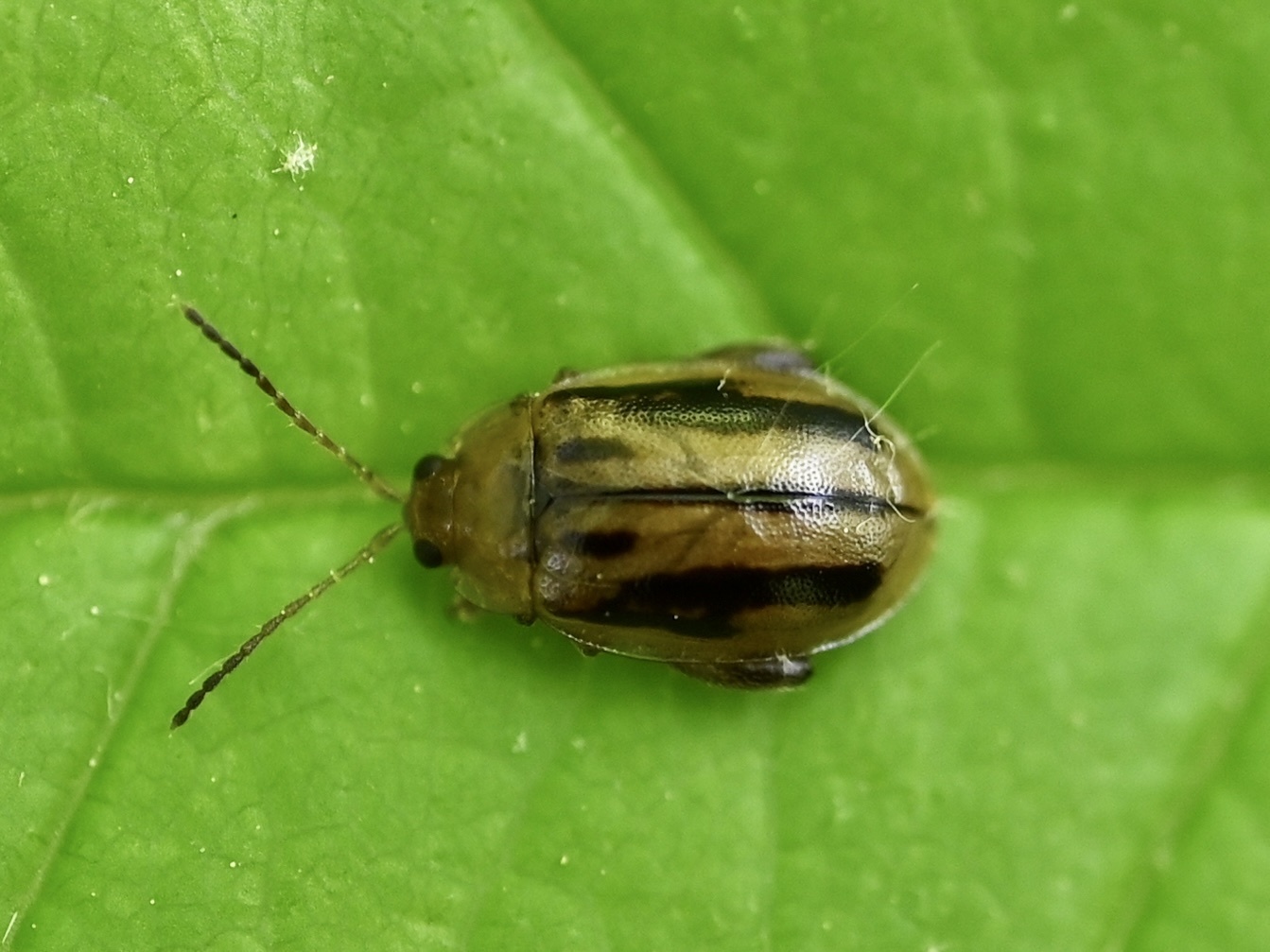 Capraita