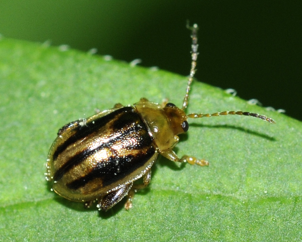 Capraita