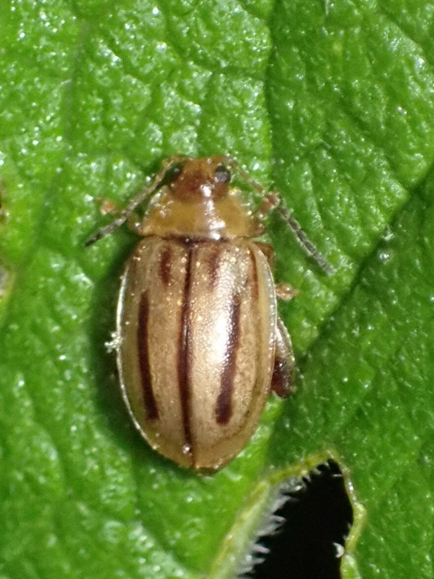 Capraita