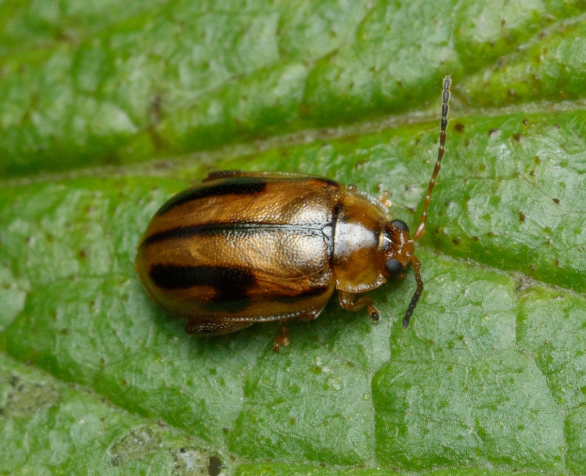 Capraita