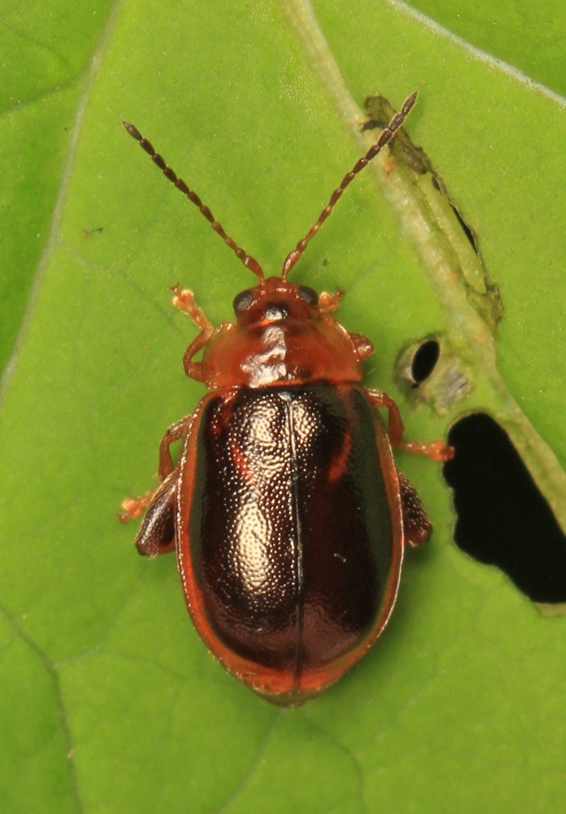 Capraita