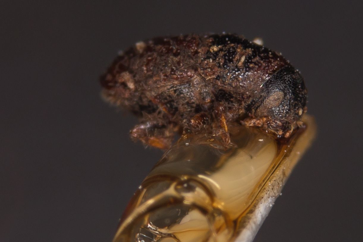 Scolytus morawitzi