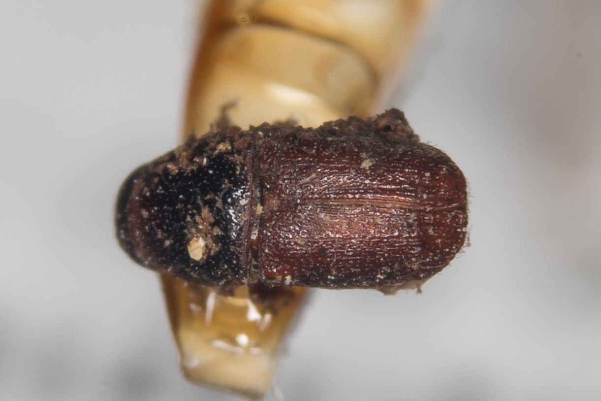 Scolytus morawitzi