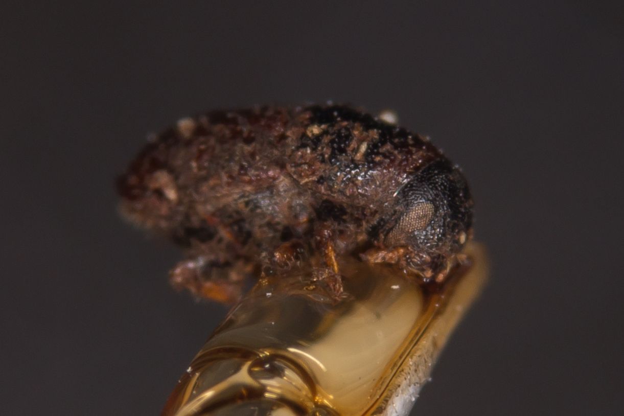 Scolytus morawitzi