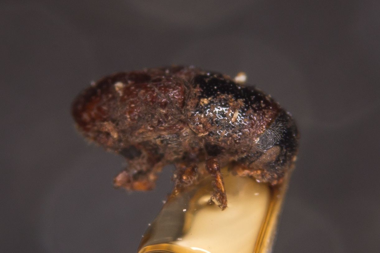 Scolytus morawitzi