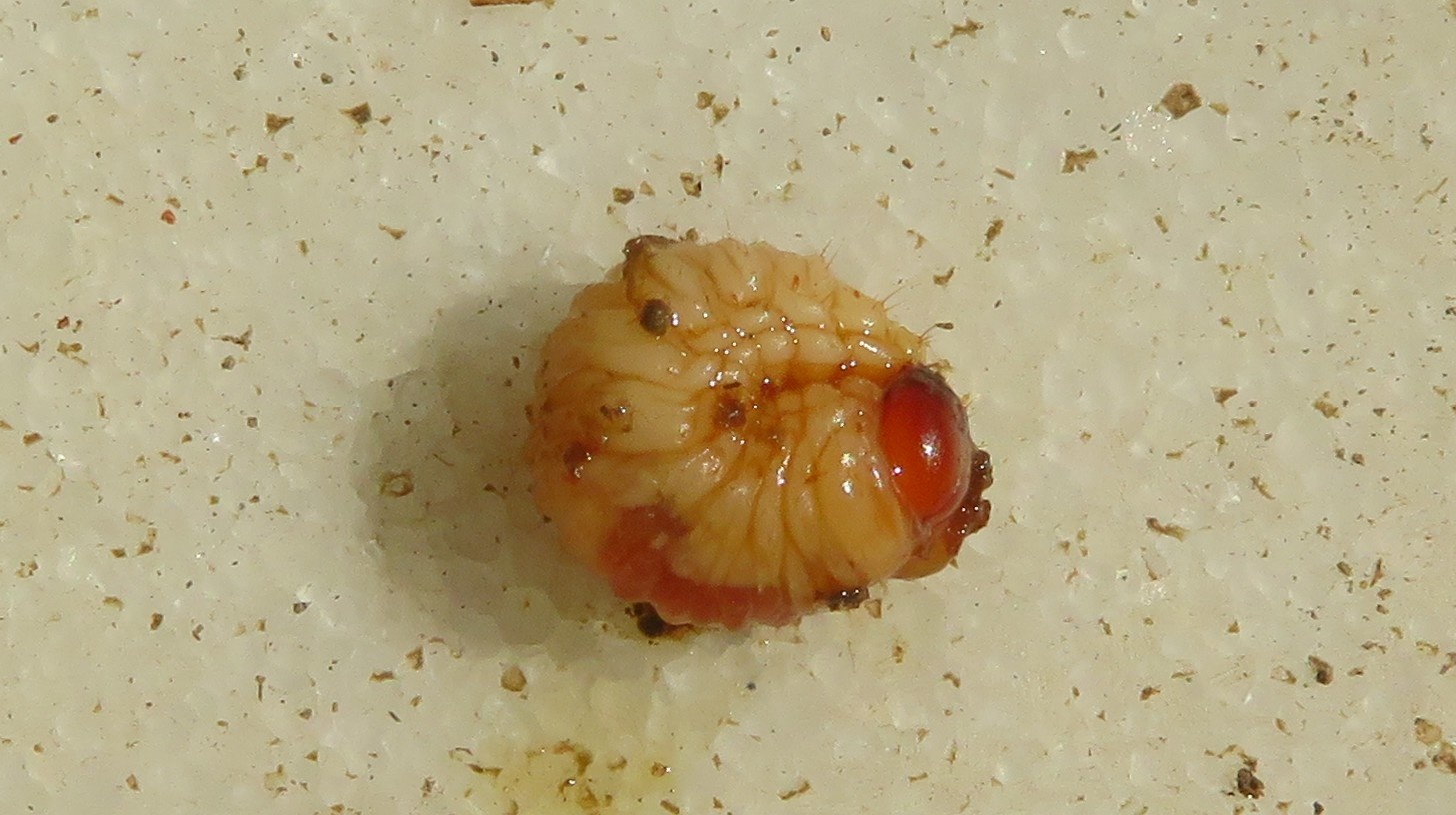 Listronotus oregonensis