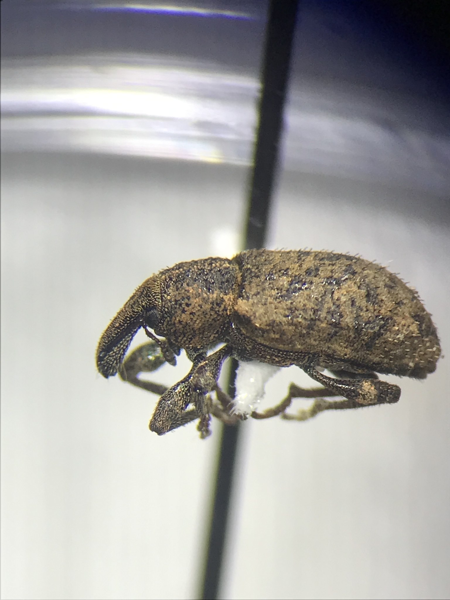 Listronotus oregonensis