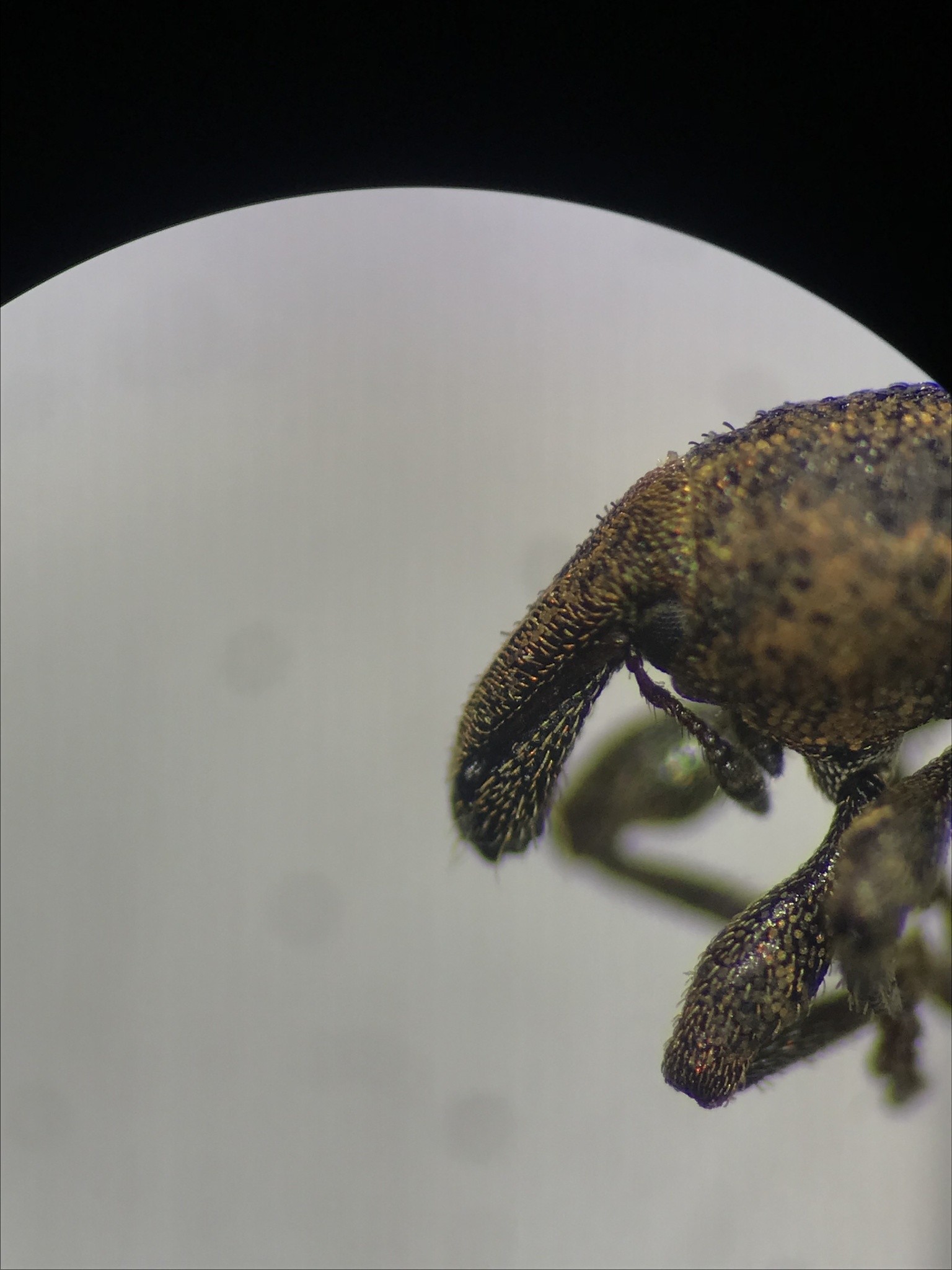 Listronotus oregonensis
