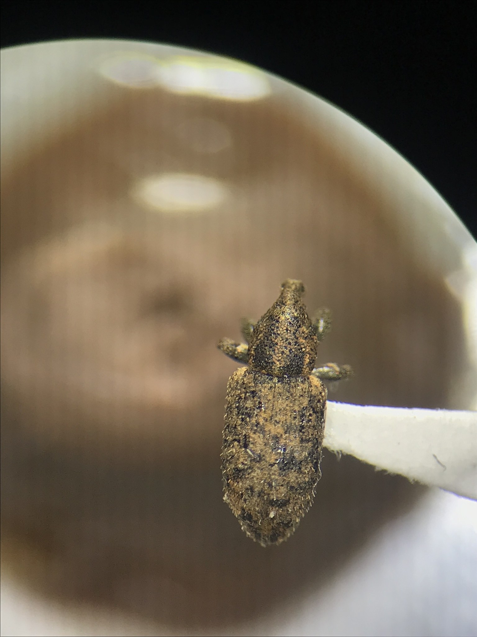 Listronotus oregonensis