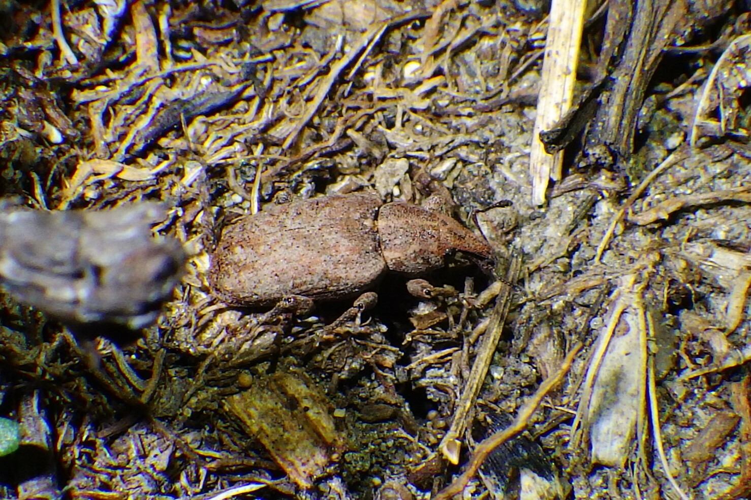 Listronotus oregonensis