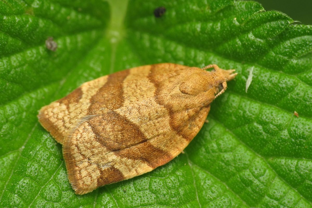 Pandemis cerasana