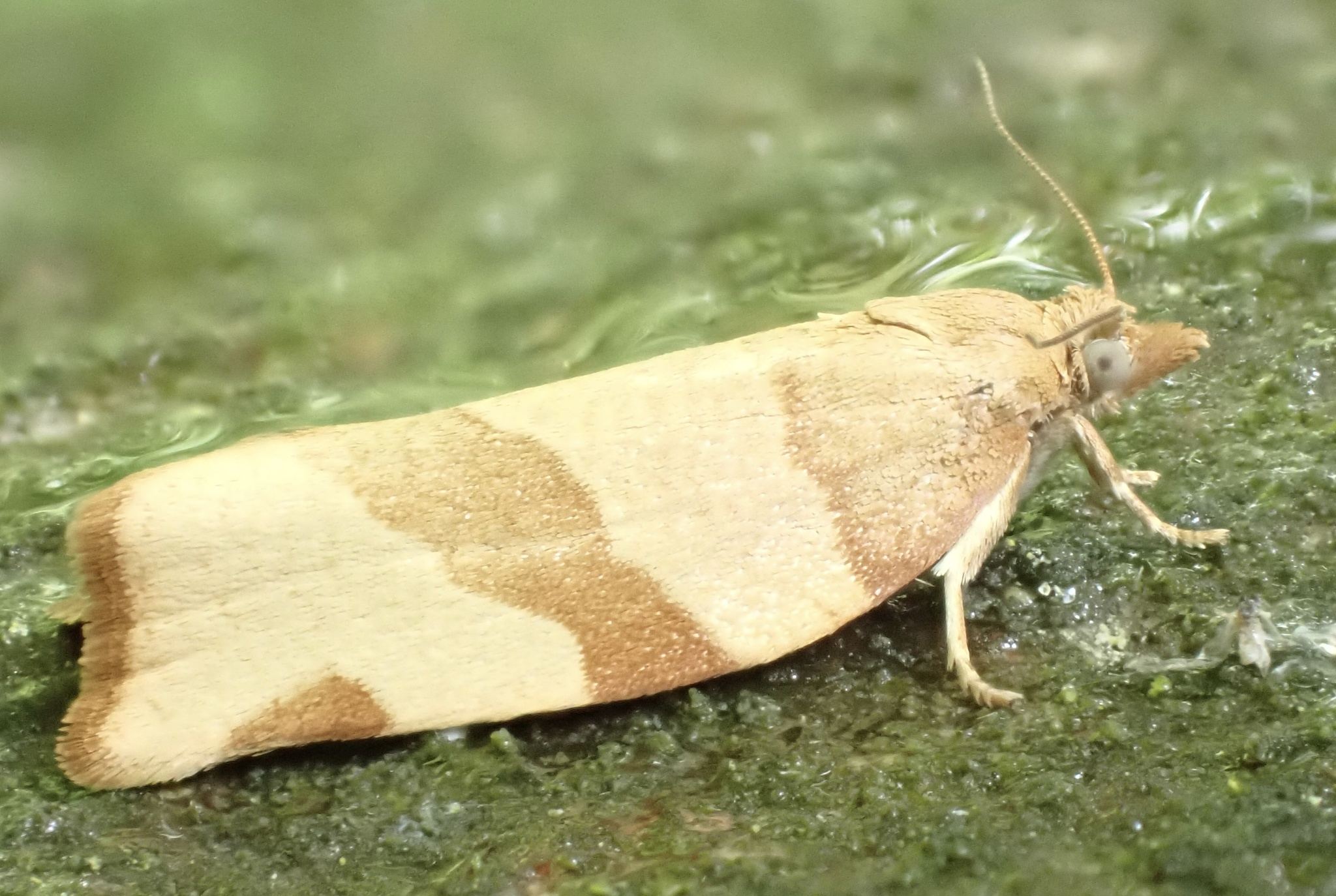 Pandemis cerasana