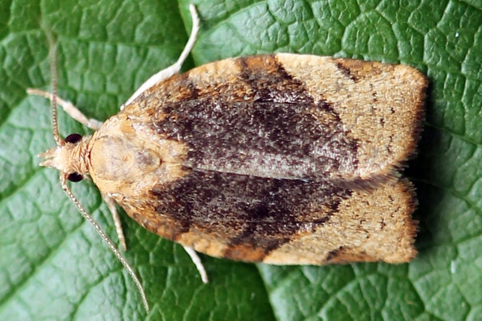 Pandemis cerasana